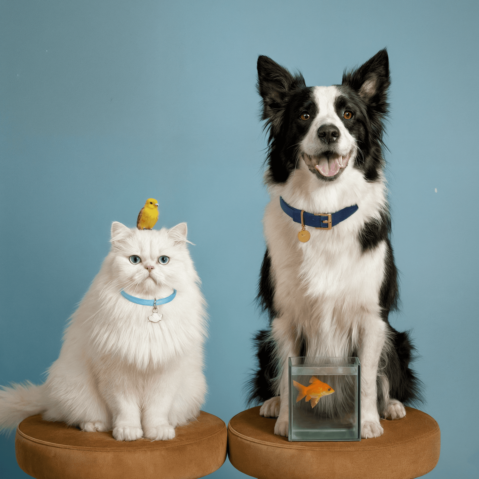 Petometo verified pet care services